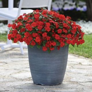 Beacon Bright Red Impatiens Thumbnail